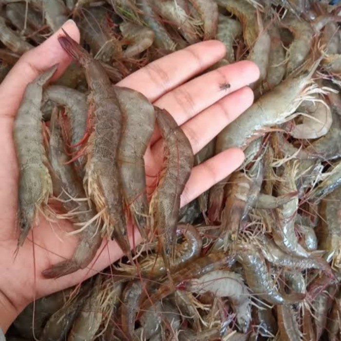 

Udang Api Berkualitas 1Kg