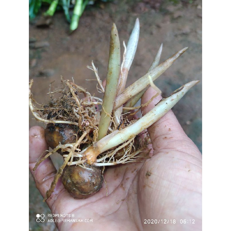 Bibit Porang siap tanam