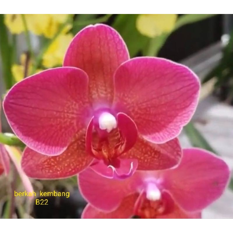 Anggrek Bulan Hybird Usia 5-6 Bulan Seedling dan Dewasa ( B22 )
