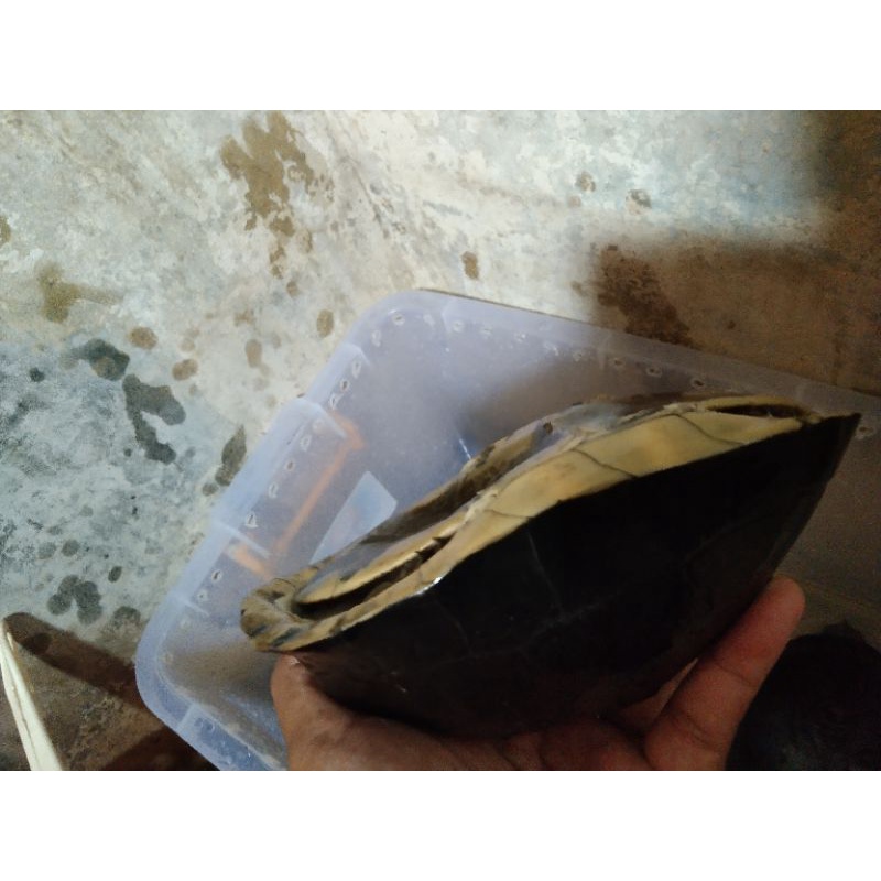 KurakuraAmbonBatok(sepasang)