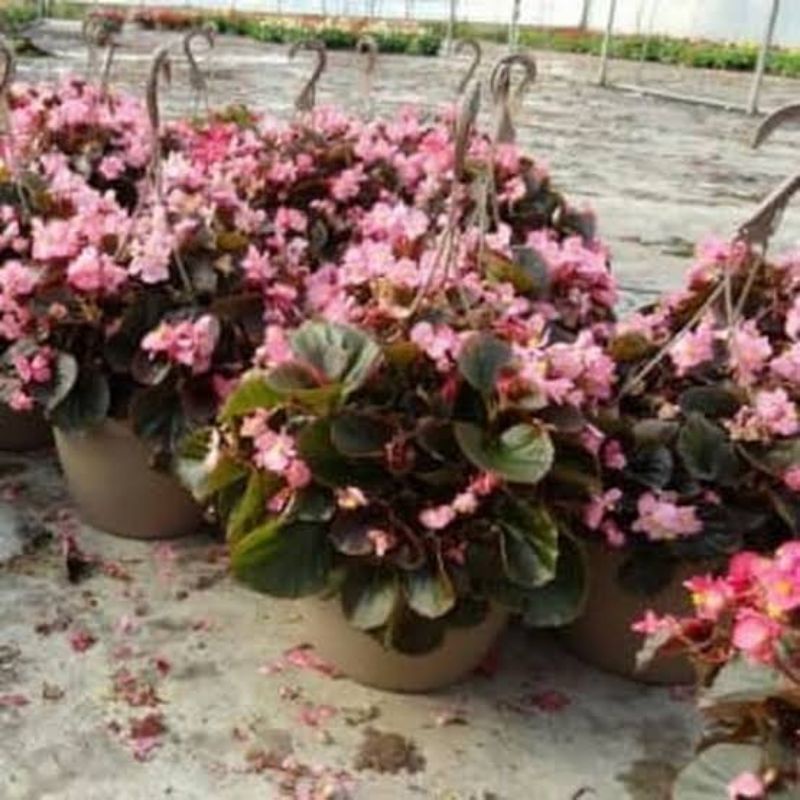 bibit Tanaman Begonia Pohon Begonia Tanaman Hias Bunga Begonia Beugonia