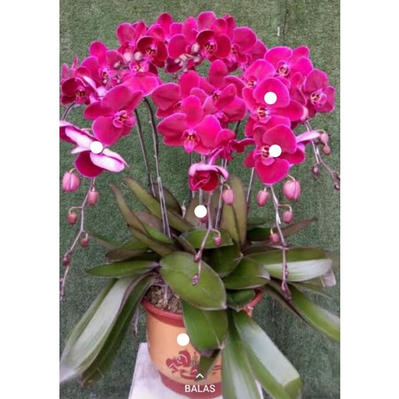 Angbul Merah Premium Dewasa