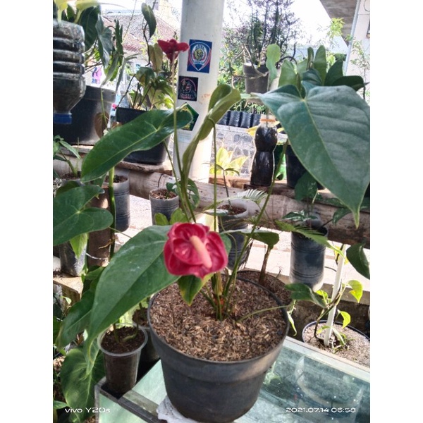 Anthurium Bunga Tumpuk