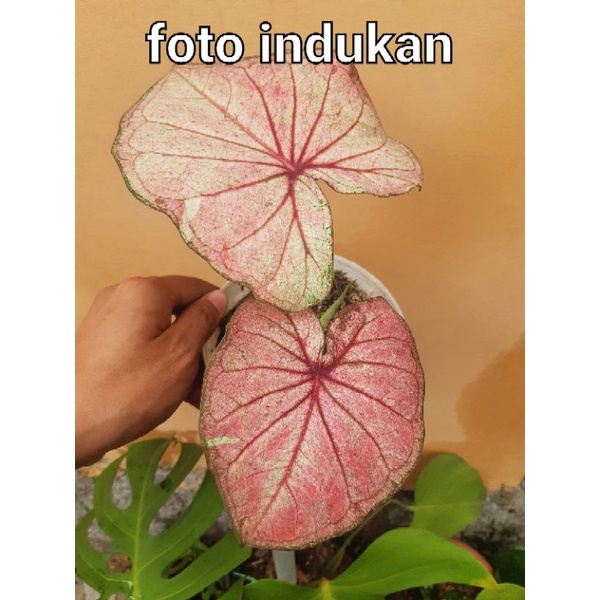 caladium Thailand series / keladi thailand size remaja
