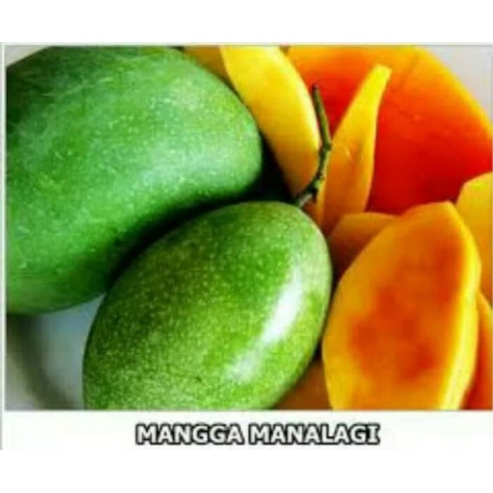 bibit pohon mangga manalagi unggulan