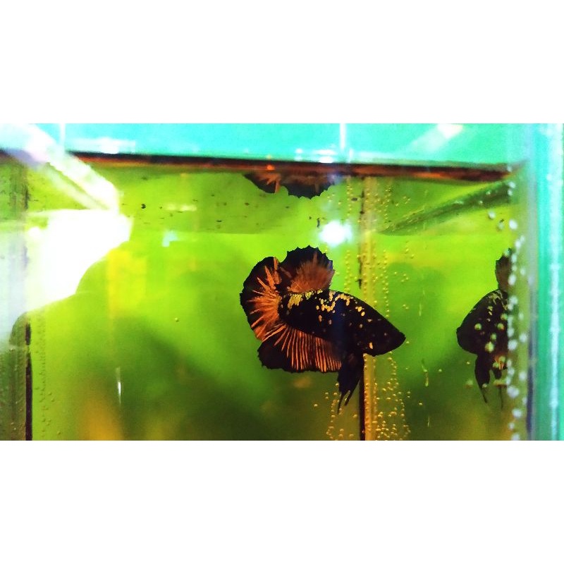 IKAN CUPANG AVCP , avatar coper goldd top grade