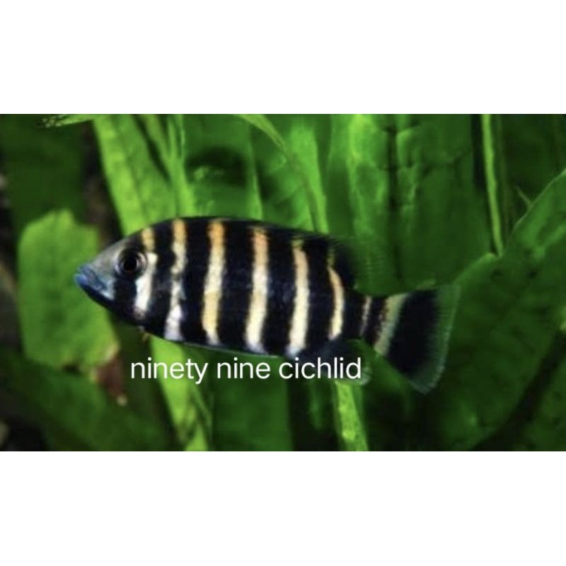 IKAN HIAS NENTINEN NINETY NINE CICHLID 99
