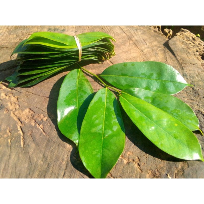 

[COD]✅ daun sirsak segar organik tanpa pestisida di petik langsung dari pohonya.