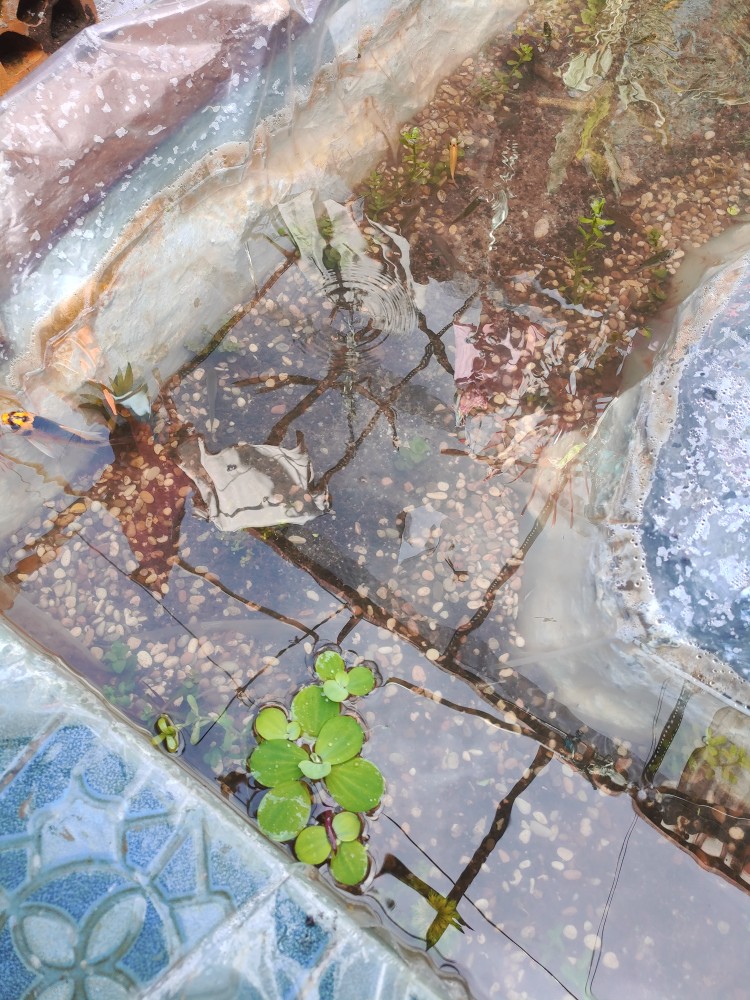 Bibit Ikan Mujair Ukuran 3/4