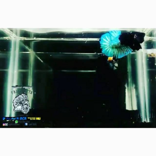 Ikan Cupang Avatar bahan