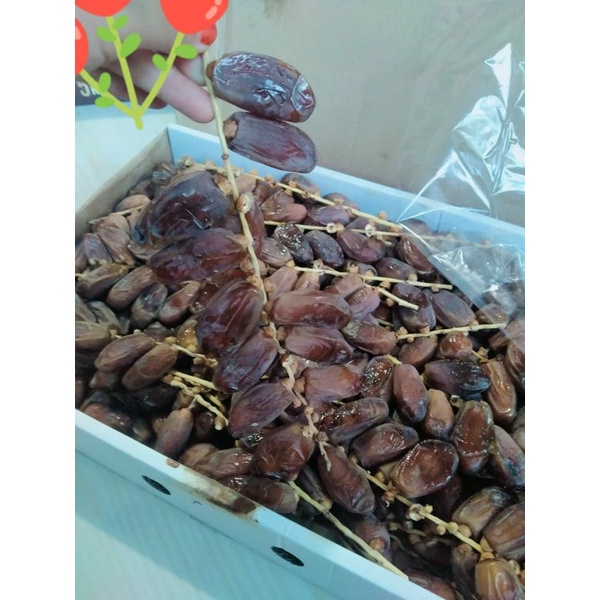 

Kurma Tunisia Tangkai- Tunis Tangkai