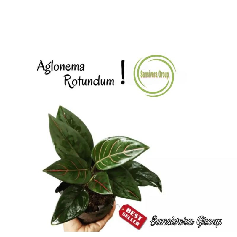 Aglaonema Rotundum Hijau / Tanaman Aglonema Rotundum