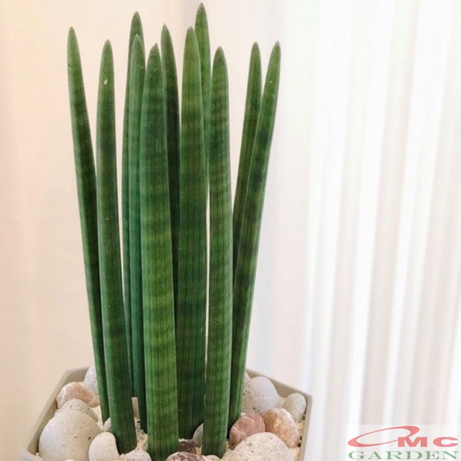 Lidah Mertua Sansevieria Sansivera Sansiviera Sensiviera Sp Cylindrica Bojer Tombak Belut LMC-2030