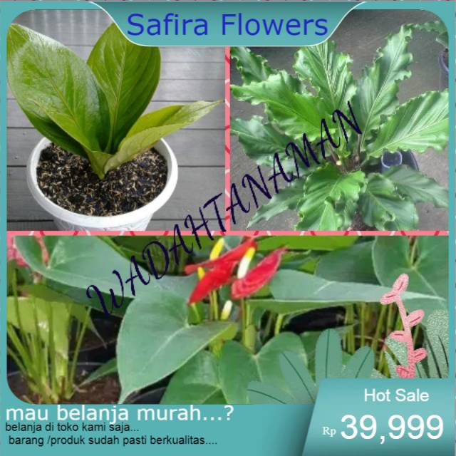PROMO PAKET 3 JENIS TANAMAN HIAS ANTHURIUM-COBRA JEMANI-MIKYMOUS-GELOMBANG CINTA