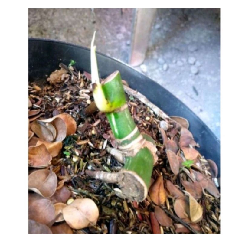 bonggol monstera variegata king100%asli