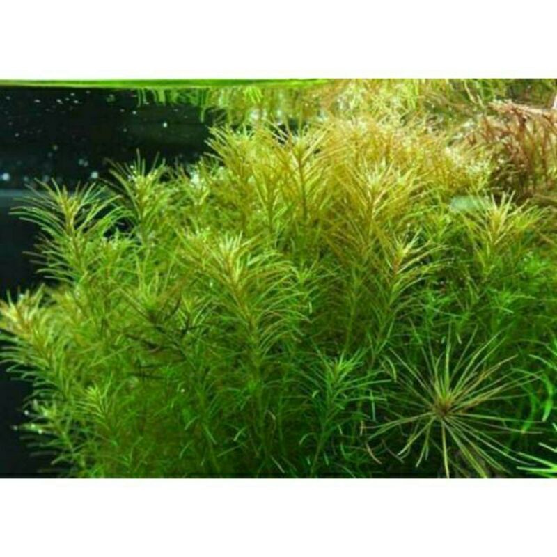 rotala nanjenshan (tanaman aquascape)