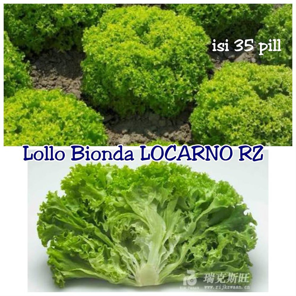 Stok terakhir Benih Sayuran Selada Lettuce Lollo Bionda Locarno  RZ- Repack 5 gr Diskon