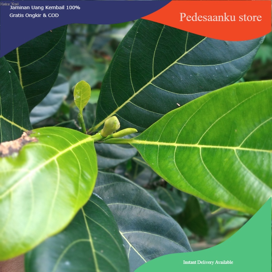 

Daun Nangka Segar 500gram Fresh