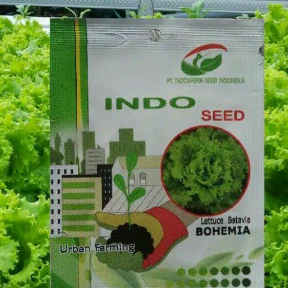 BENIH SELADA BOHEMIA (KEMASAN PABRIK)