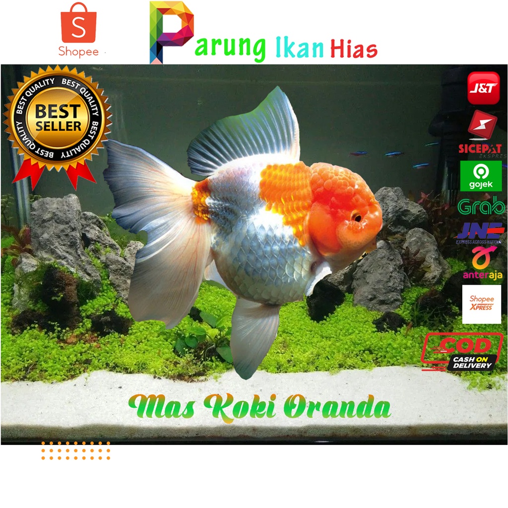 103 Hiasan Aquarium Ikan Mas Koki HD Terbaru