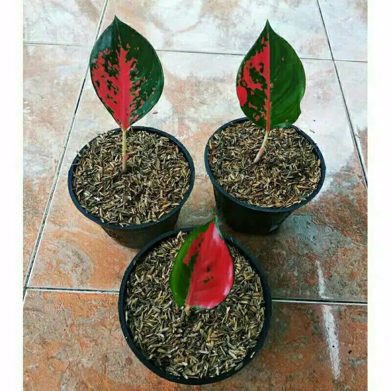 Bibit tanaman hias aglonema suksom jaipong-hiasan taman aglonema suksom jaipong