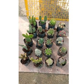 (+BONUS) 20 jenis kaktus cantik/kaktus murah