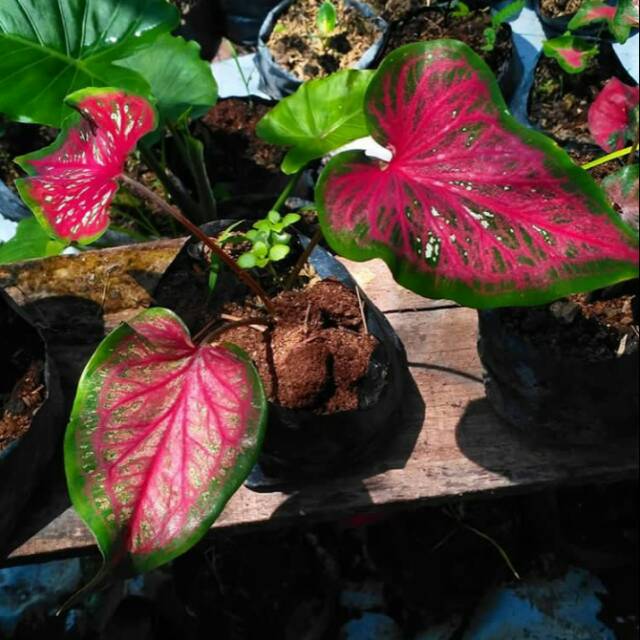 Caladium Pink Bercak Putih Shopee Indonesia