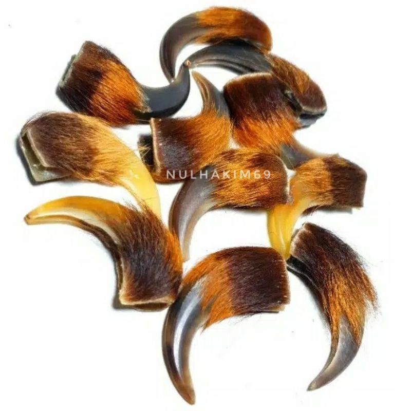 BARANG ANTIK LANGKA KUKU MACAN