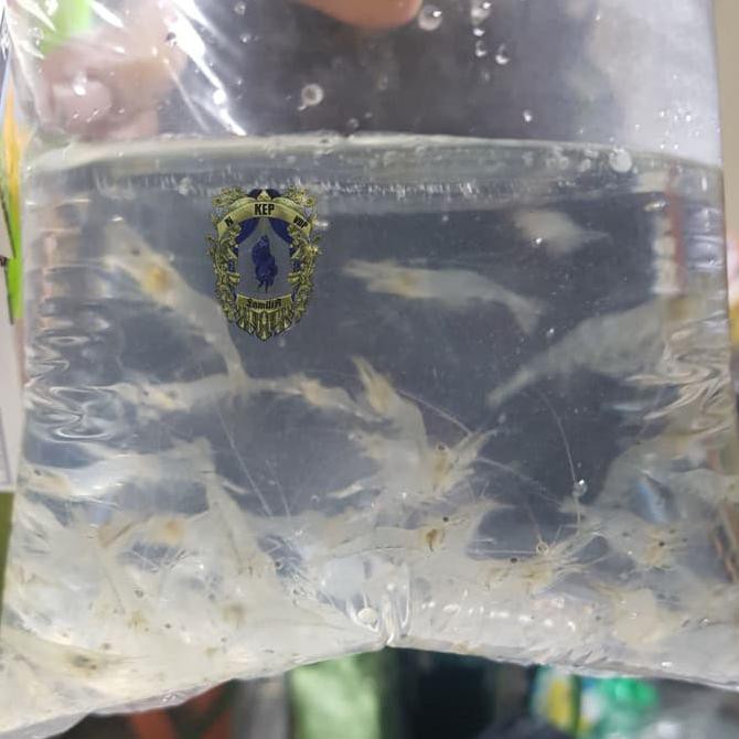 MURAH UDANG PAKAN MAKANAN IKAN HIAS PREDATOR DATZ LOUHAN AROWANA BASS