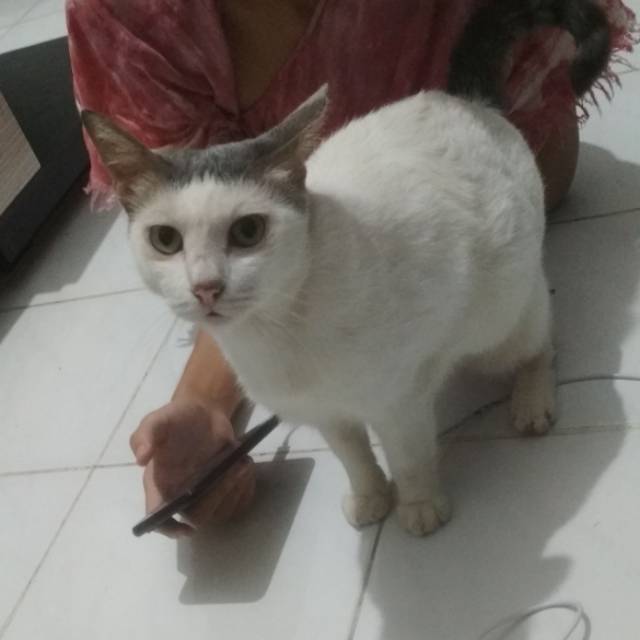 anindyasariadhikaputri