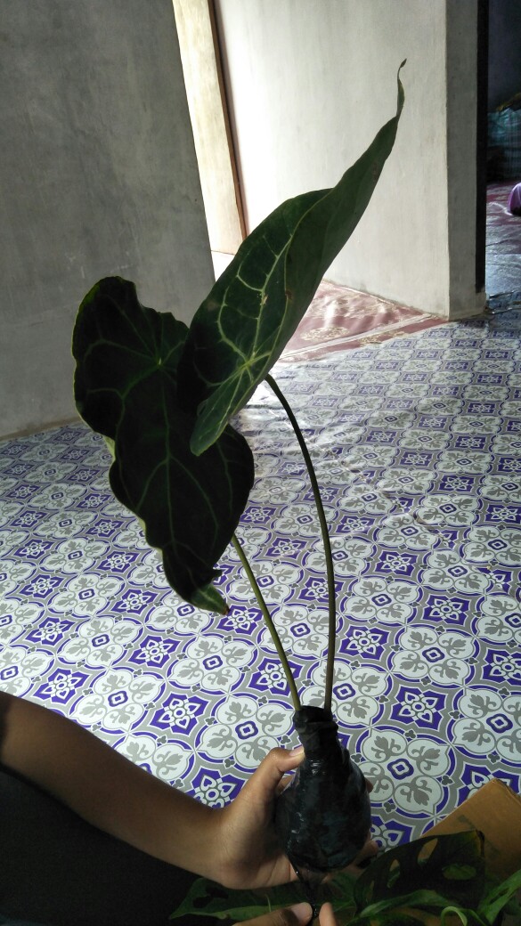 Tanaman Hias Keladi Anturium Kuping Gajah