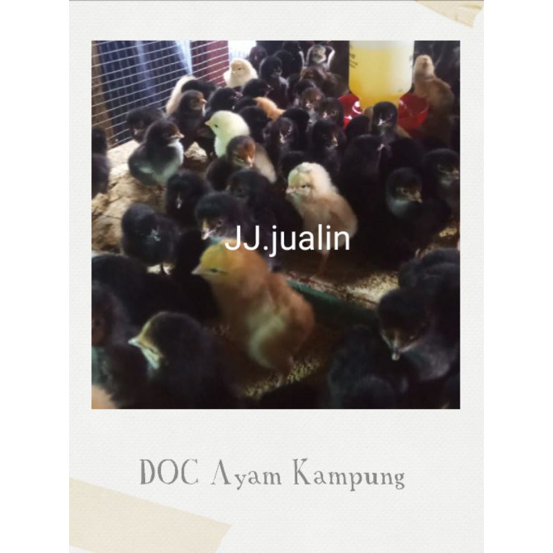 

ayam kampung - anak ayam kampung - doc kampung kecil