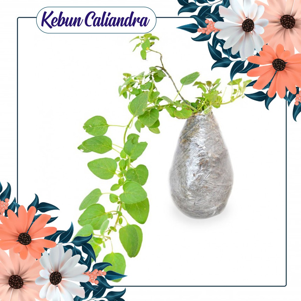 KEBUN CALIANDRA - Bibit Oregano