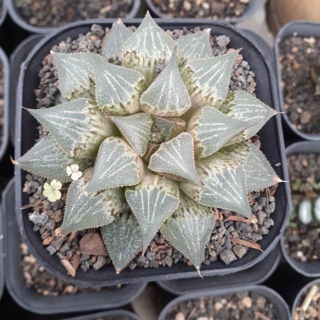 Kaktus haworthia coklat 07