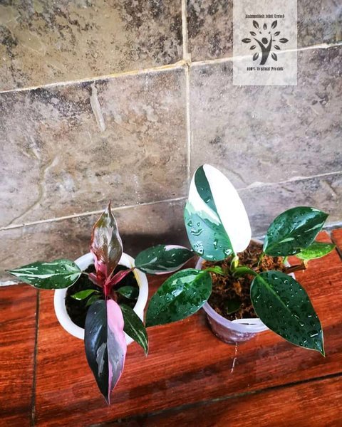 Paket 2 Bibit Bonggol Philodendron Pink Princess Varigata