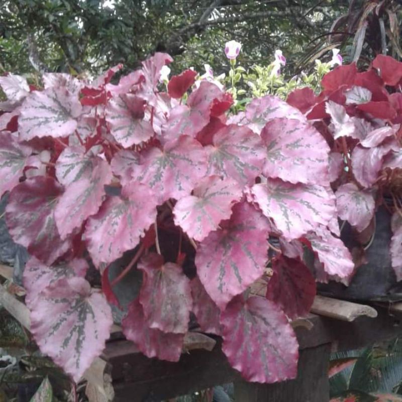 begonia pink