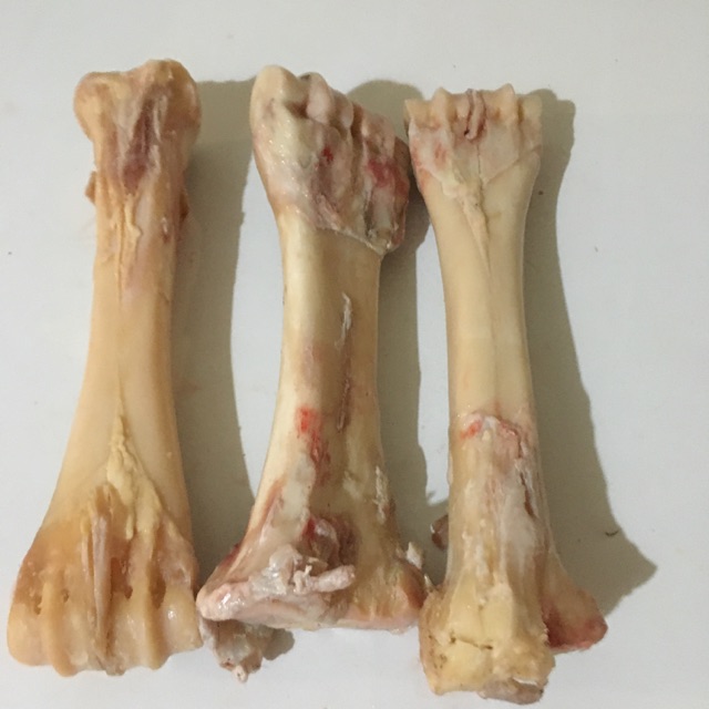 

tulang kaki sumsum