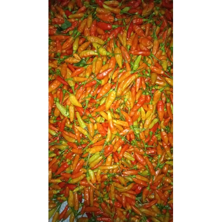 

cabe rawit ori lereng merapi fresh 500gr