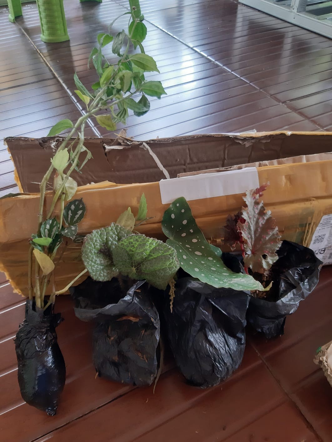 Tanaman Hias Pilea Mutiara - Piela Cardierei