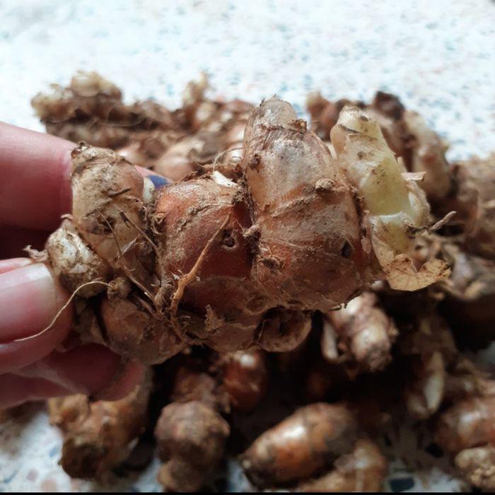 

TERBUKTI AMPUH KENCUR ATAU CIKUR SEGAR 500GRAM !!!