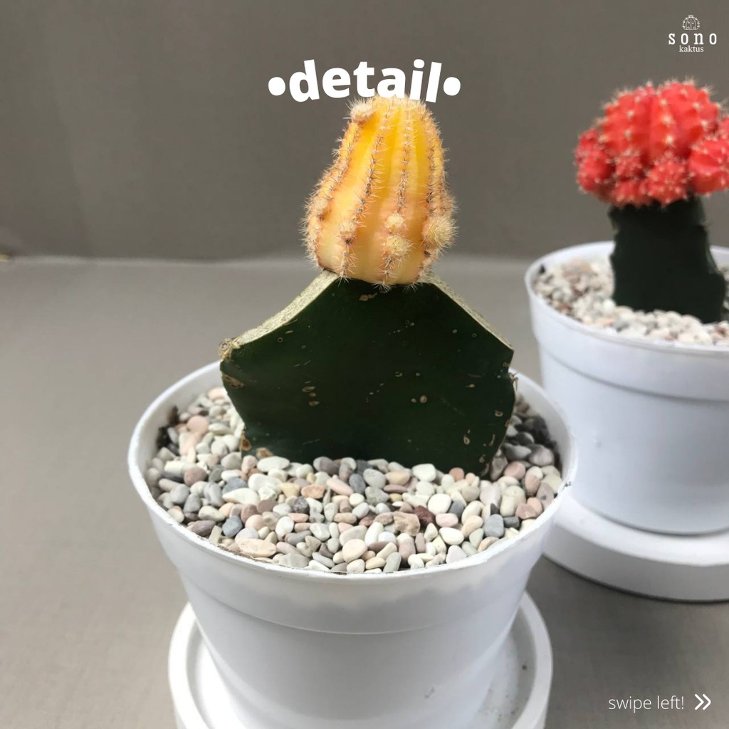 Paket Hemat Moon Cactus Three Colours (Tanaman Hias Hidup)