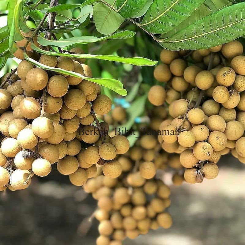 

BIBIT KLENGKENG DIAOMON RIVER SUPER MANIS DAN BISA BERBUAH DI POT (1kg bisa dimuat 4 produk)