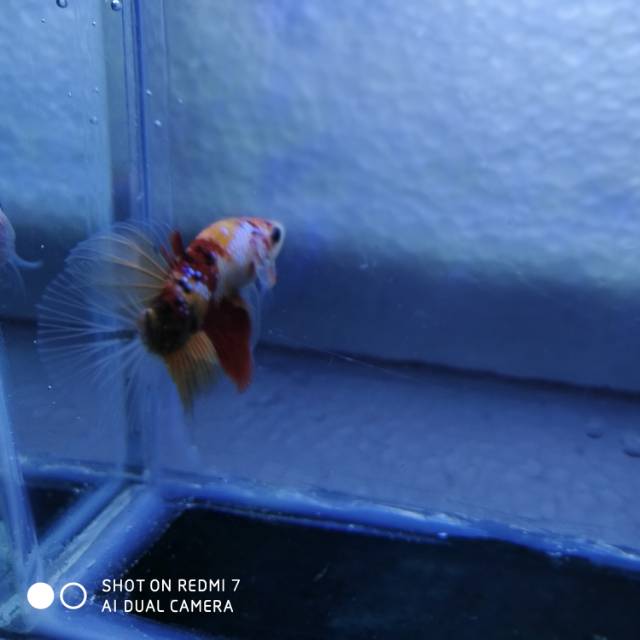 Ikan cupang baby giant hm Nemo