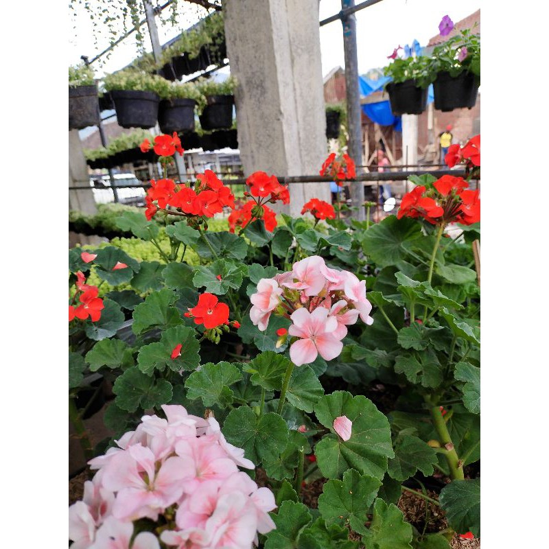 TANAMAN HIAS GERANIUM
