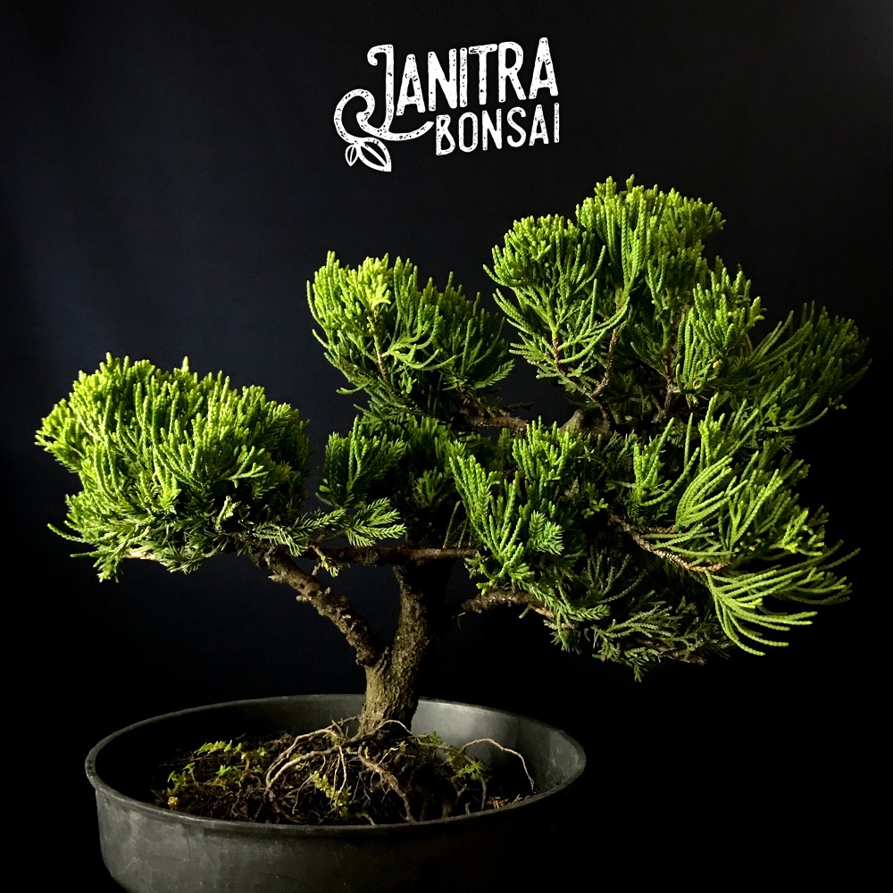 Bonsai cemara sinensis jadi siap pajang
