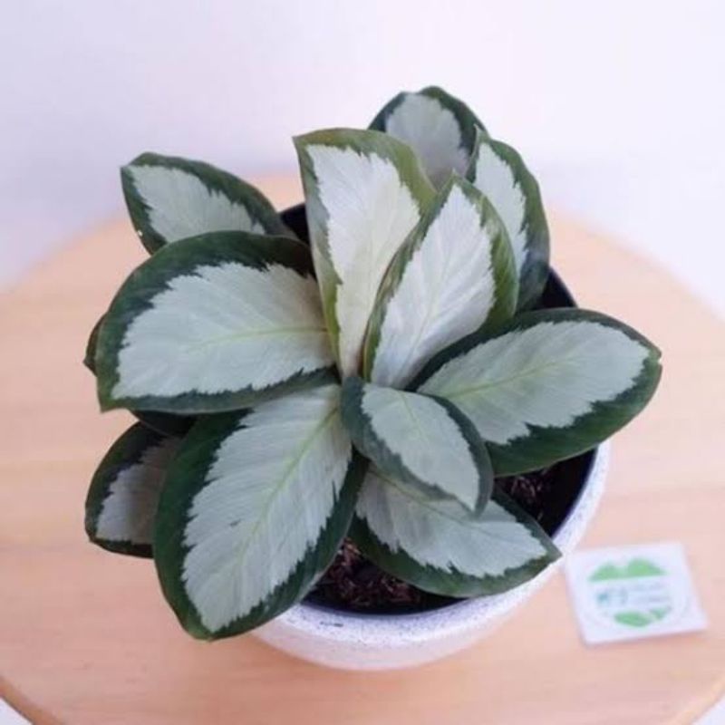 (INYONG PLANT) CALATHEA PICTURATA