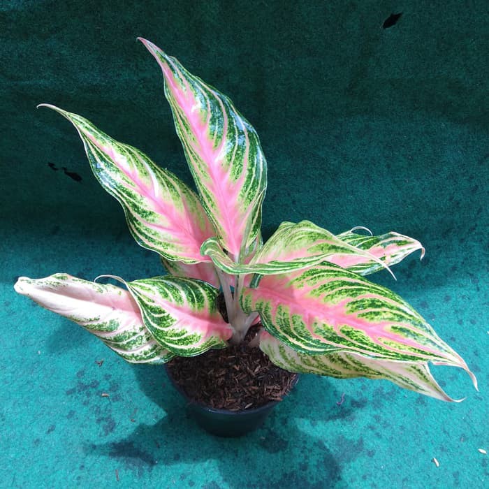 tanaman hias aglonema red sunset - aglonema sunset