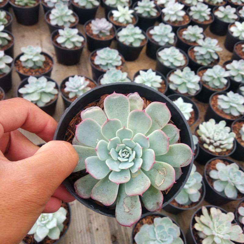 kaktus sukulen import