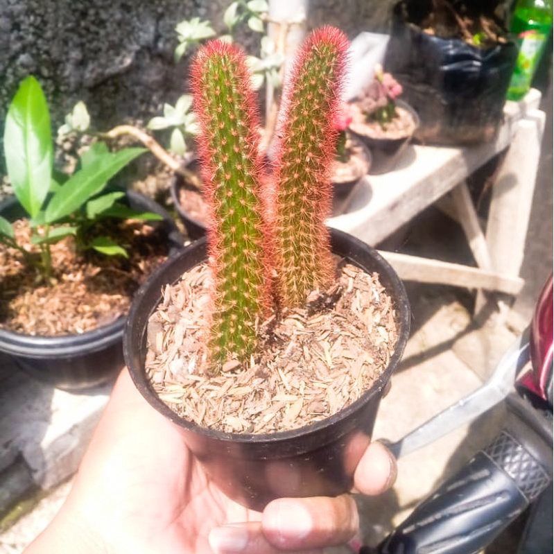 kaktus ekor tupai merah ownroot