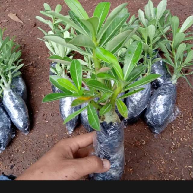 paket 6 pohon adenium